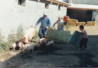 Cochon Truie et porcelets Salaison du Champsaur Saint Laurent du Cros Hautes Alpes Charcuterie Artisanale en ligne